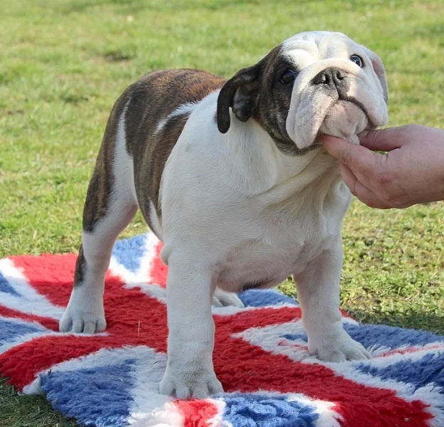 anglicky buldok s PP